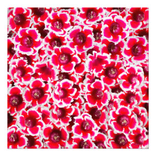 Weigela Florida Flowers Foto Afdruk