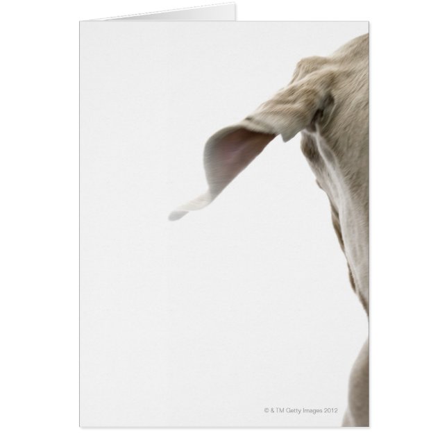 Weimaraner 2 (Voorkant)