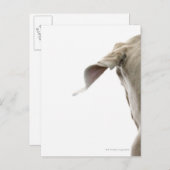 Weimaraner 2 briefkaart (Voorkant / Achterkant)