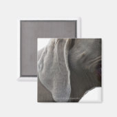 Weimaraner 3 magneet (Voorkant / Achterkant)