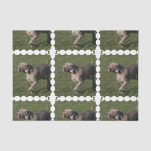 weimaraner-6 tissuepapier