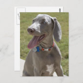 Weimaraner Briefkaart (Voorkant / Achterkant)