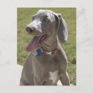 Weimaraner Briefkaart
