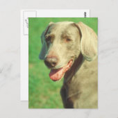 Weimaraner Briefkaart (Voorkant / Achterkant)