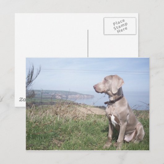 Weimaraner Briefkaart (Voorkant / Achterkant)