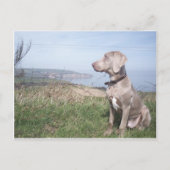 Weimaraner Briefkaart (Voorkant)