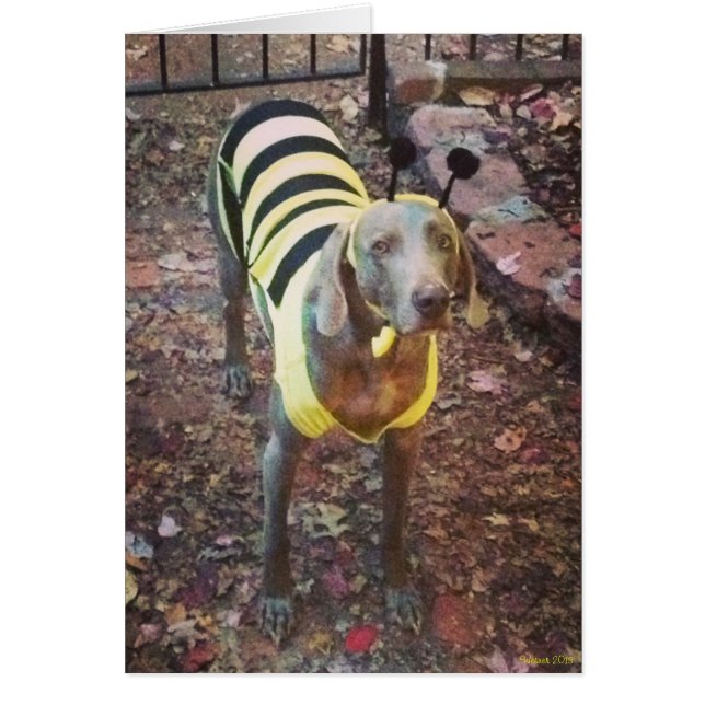 Weimaraner Bumblebee (Voorkant)