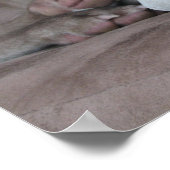 weimaraner chien belle affiche photo (Coin)