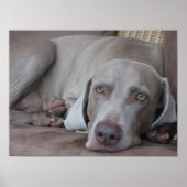 weimaraner chien belle affiche photo (Devant)