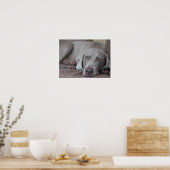 weimaraner chien belle affiche photo (Cuisine)