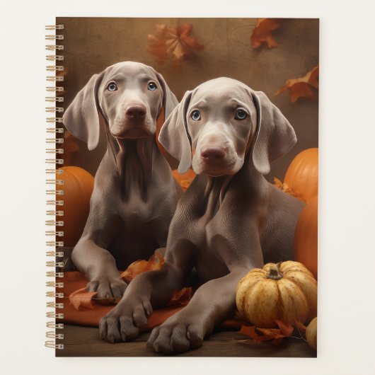 Weimaraner Chiot Automne Citrouille délice (Devant)