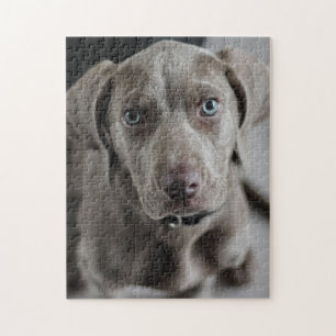 Weimaraner Cutie Pie Legpuzzel