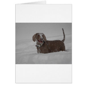 Weimaraner dans la neige profonde