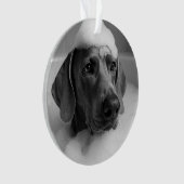 Weimaraner dans le bain avec des bulles sur la têt (devant)