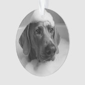Weimaraner dans le bain avec des bulles sur la têt (devant)