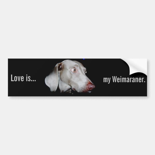 Weimaraner - De grijze gastheer Bumpersticker (Voorkant)