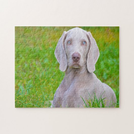 Weimaraner Dog Jigsaws. Legpuzzel (Horizontaal)