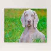 Weimaraner Dog Jigsaws. Legpuzzel (Horizontaal)