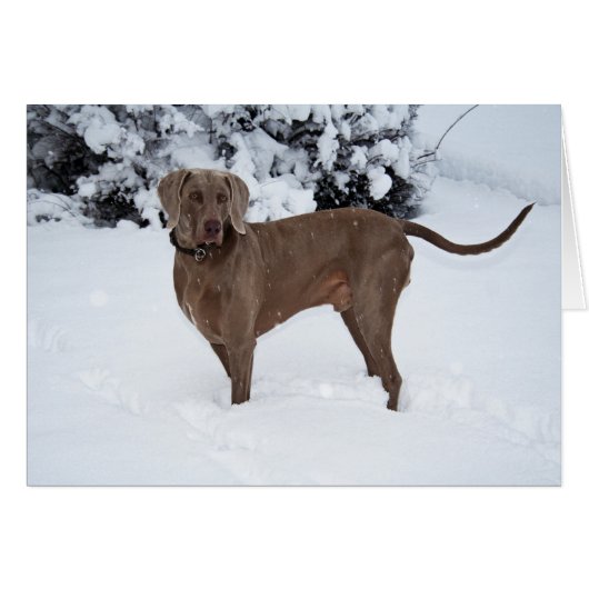Weimaraner En Hiver (Devant Horizontal)