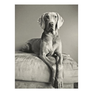 Weimaraner Foto Afdruk