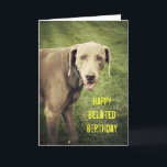 Weimaraner Funny Belny Carte d'anniversaire<br><div class="desc">Les grands mots sont durs,  mais il en est de même de la journée spéciale de chacun. Sur cette carte idiote,  Blue Dog the Weimaraner,  fait un visage délirant dans la caméra sur cette carte d'anniversaire tardive.</div>