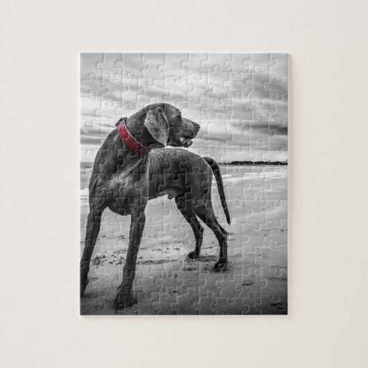 Weimaraner hond legpuzzel (Verticaal)