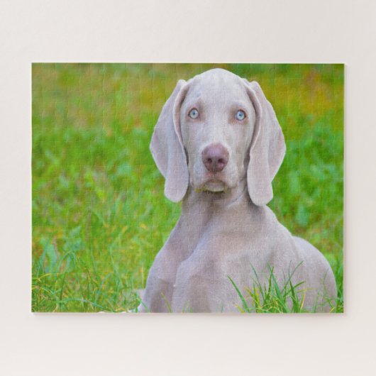 Weimaraner hond legpuzzels. legpuzzel (Horizontaal)