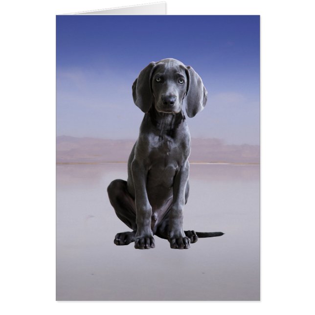 Weimaraner hond zittend op het strand (Voorkant)