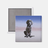 Weimaraner hond zittend op het strand magneet (Voorkant / Achterkant)