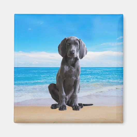 Weimaraner hond zittend op het strand magneet (Voorkant)