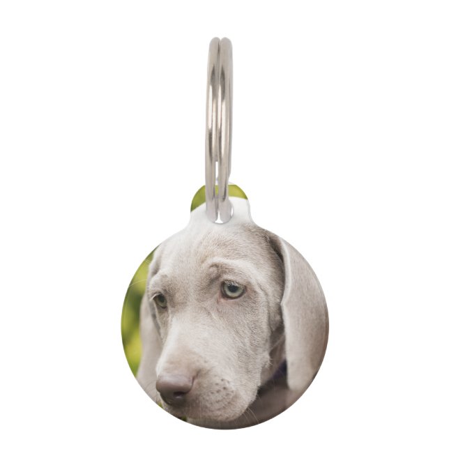 Weimaraner Huisdierpenning (Voorkant)