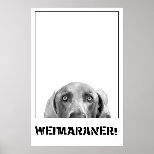Weimaraner in een doos Poster (Voorkant)