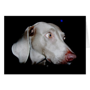 Weimaraner - Le fantôme gris
