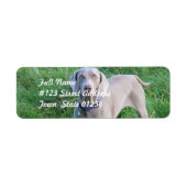 Weimaraner Lovers Mailing Labels (Voorkant)