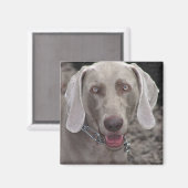 Weimaraner Magneet (Voorkant / Achterkant)