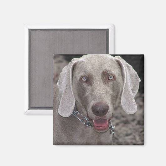 Weimaraner Magneet (Voorkant / Achterkant)
