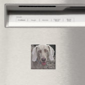 Weimaraner Magneet (Insitu (Vaatwasser))
