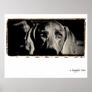 Weimaraner Nation: "A Thoughtful Stare" Poster