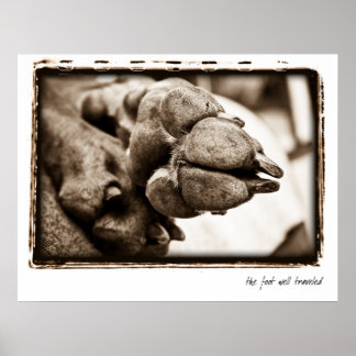 Weimaraner Nation: "De voet is goed gereisd" Poster