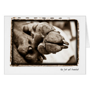Weimaraner Nation : "De voet is goed onderweg"