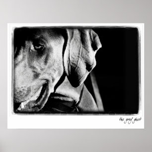 Weimaraner Nation: "The Grey Ghost" Print