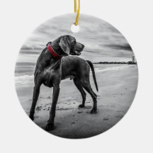 Weimaraner op Beach B&W Foto met rode kraag