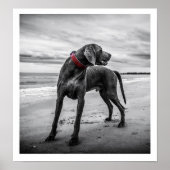 Weimaraner op Beach Print (Voorkant)