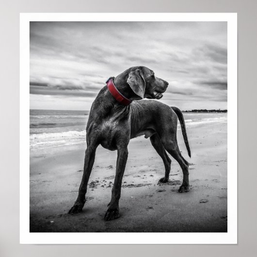 Weimaraner op Beach Print (Voorkant)
