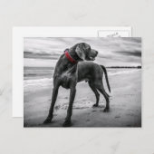 Weimaraner op strand Briefkaart (Voorkant / Achterkant)