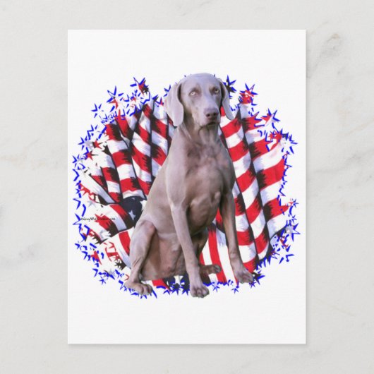 Weimaraner Patriot Briefkaart (Voorkant)