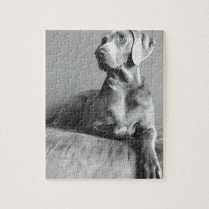 Weimaraner Portrait Legpuzzel