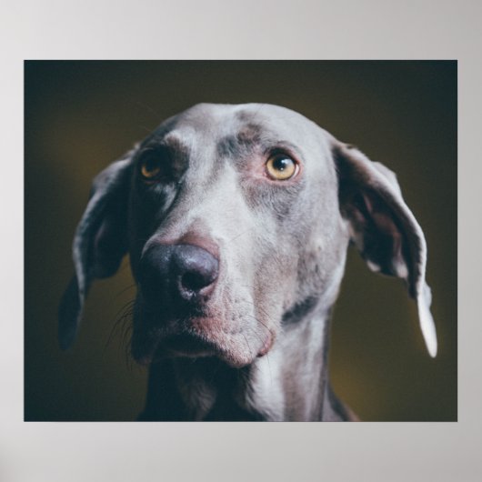 Weimaraner Portrait Poster (Voorkant)