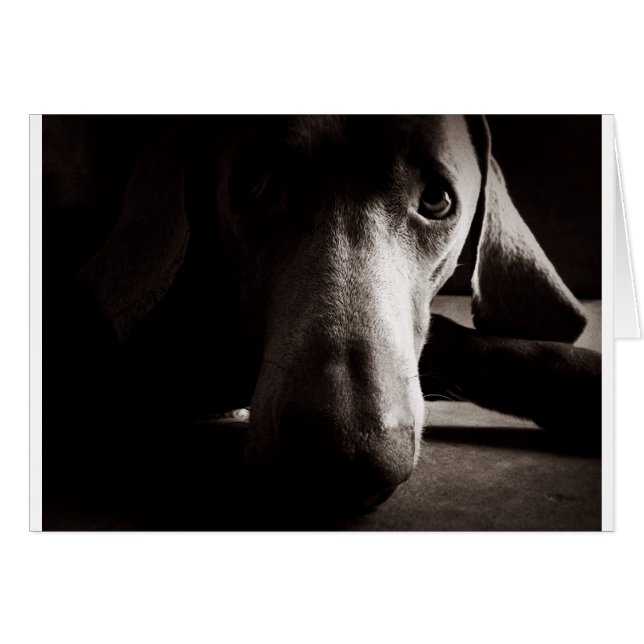Weimaraner-portret (Voorkant Horizontaal)