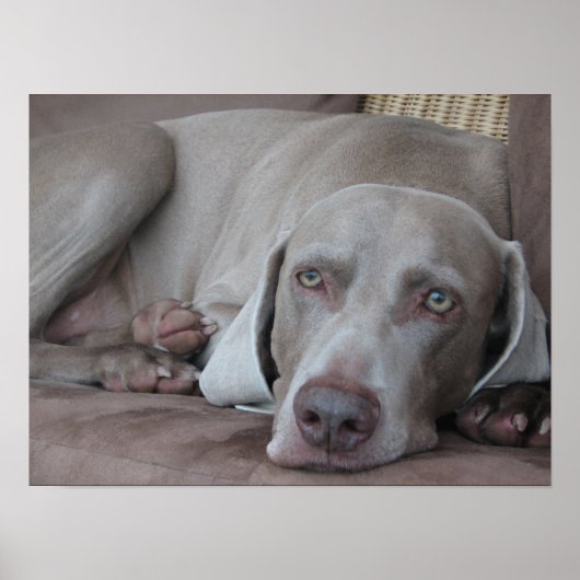 weimaraner poster (Voorkant)